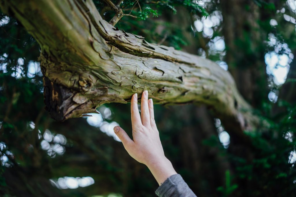 Using the bark of a tree, a sensory activity